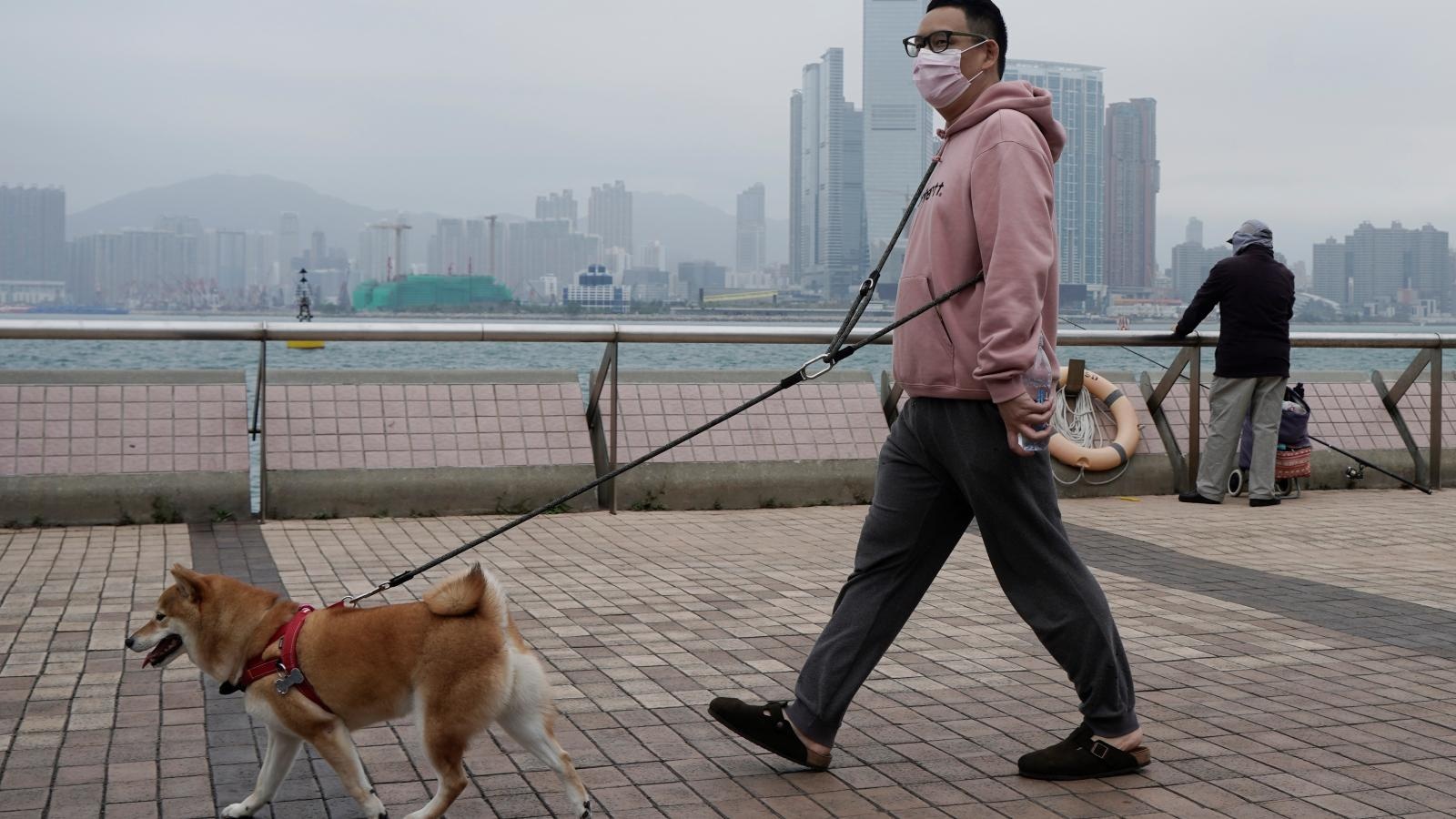 Meo co the lay virus corona sang nguoi? anh 2