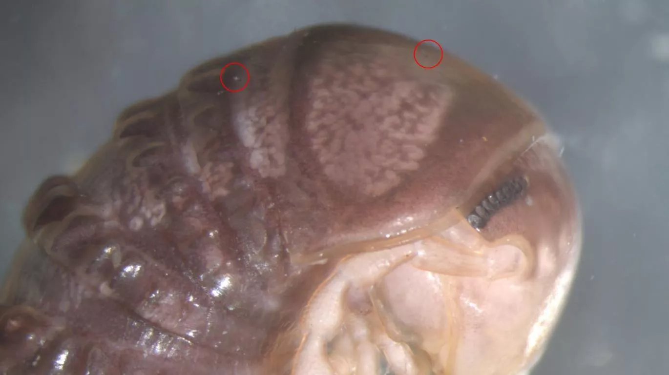 phat hien loai nam ky sinh moi nho twitter anh 1