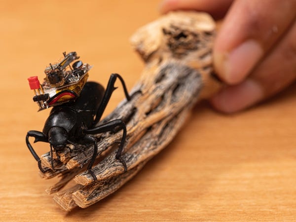 camera,  con trung,  may anh,  quay phim,  camera hanh trinh anh 2