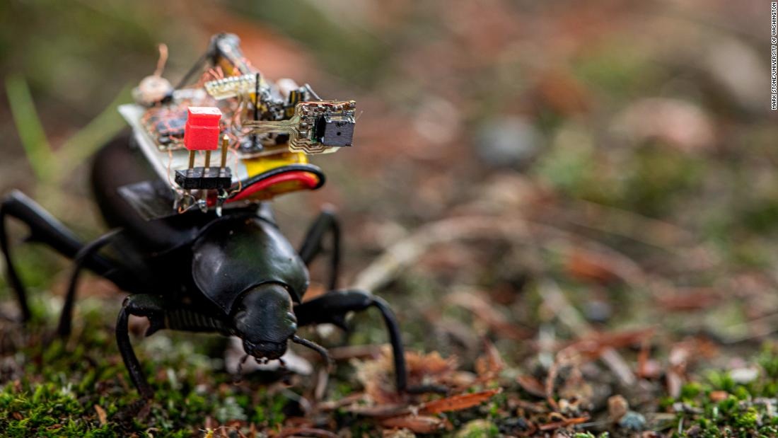 Camera sieu nho gan len lung con trung hinh anh