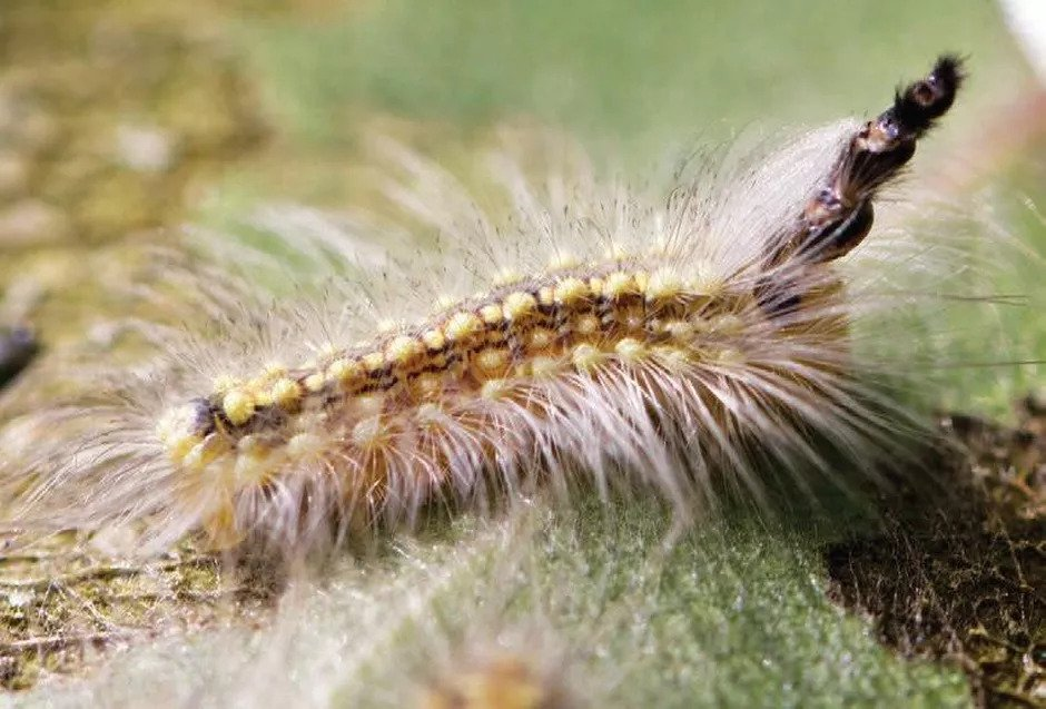 Sau buom Uraba Lugens co nhieu cai dau sau khi lot xac anh 3