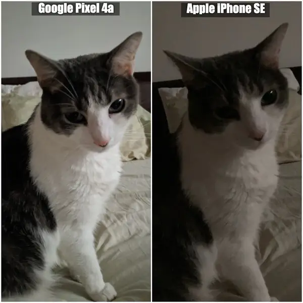 So sanh iPhone SE 2020 voi Google Pixel 4a anh 2