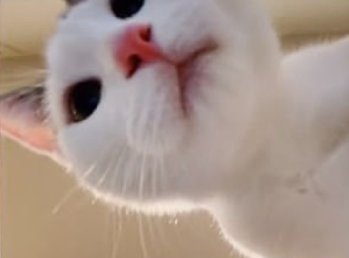 Bo quen iPad, mo ra thay anh selfie cua meo hinh anh