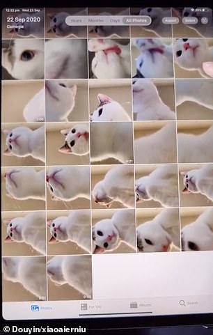 Bỏ quên iPad mở ra thấy toàn hình mèo ảnh 2 Bo quen iPad mo ra thay toan hinh meo anh 2