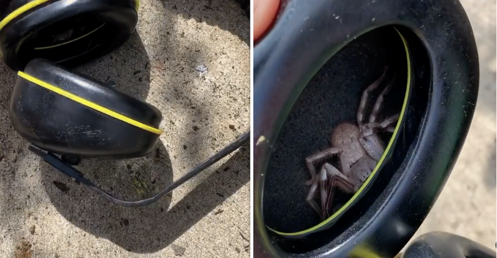 Phat hien nhen doc Huntsman trong tai nghe anh 1