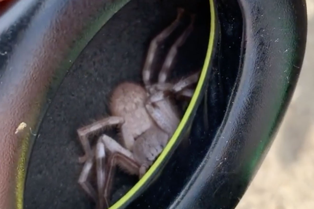 Phat hien nhen doc ben trong tai nghe hinh anh