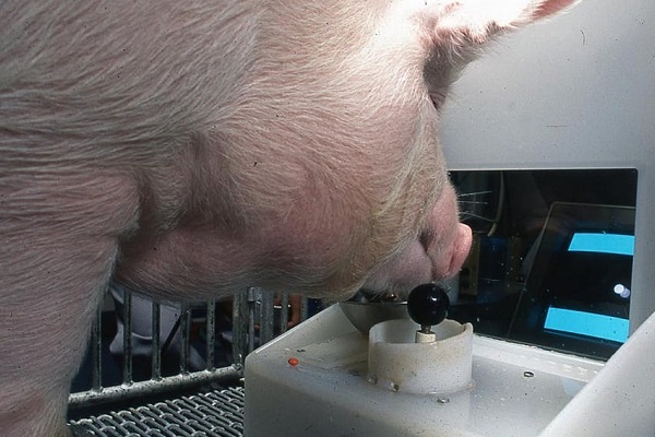 Cac nha khoa hoc My day heo choi game thanh cong hinh anh