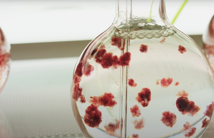 Tim ra loai rong bien moi co the cuu song Trai Dat hinh anh