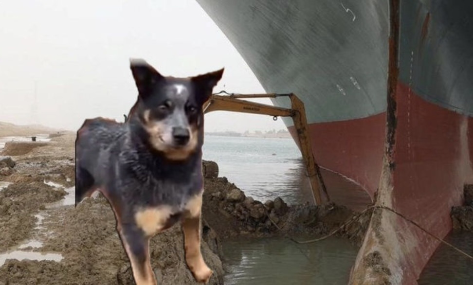 Chu cho noi tieng tren Internet vi boi dat gioi hinh anh