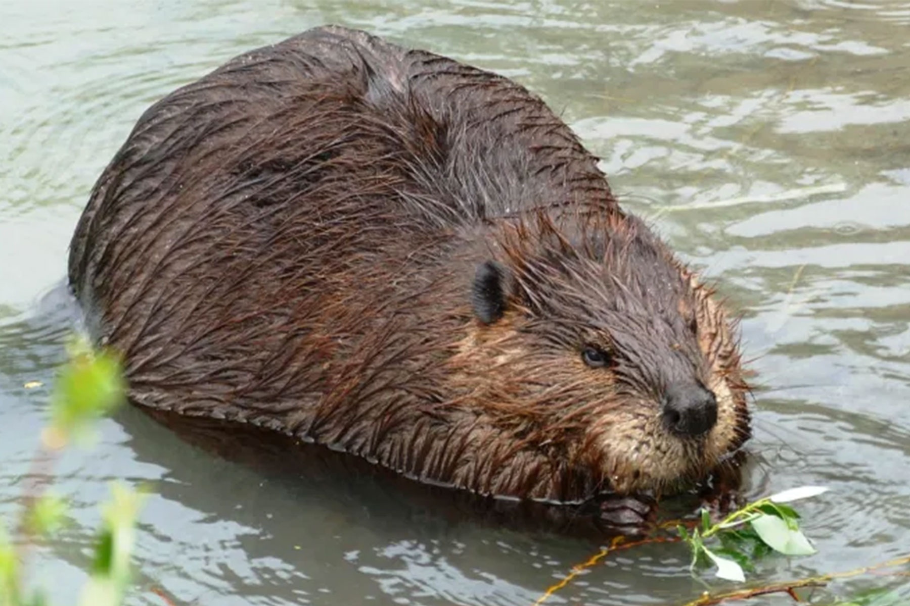 Mat Internet do hai ly can cap quang hinh anh