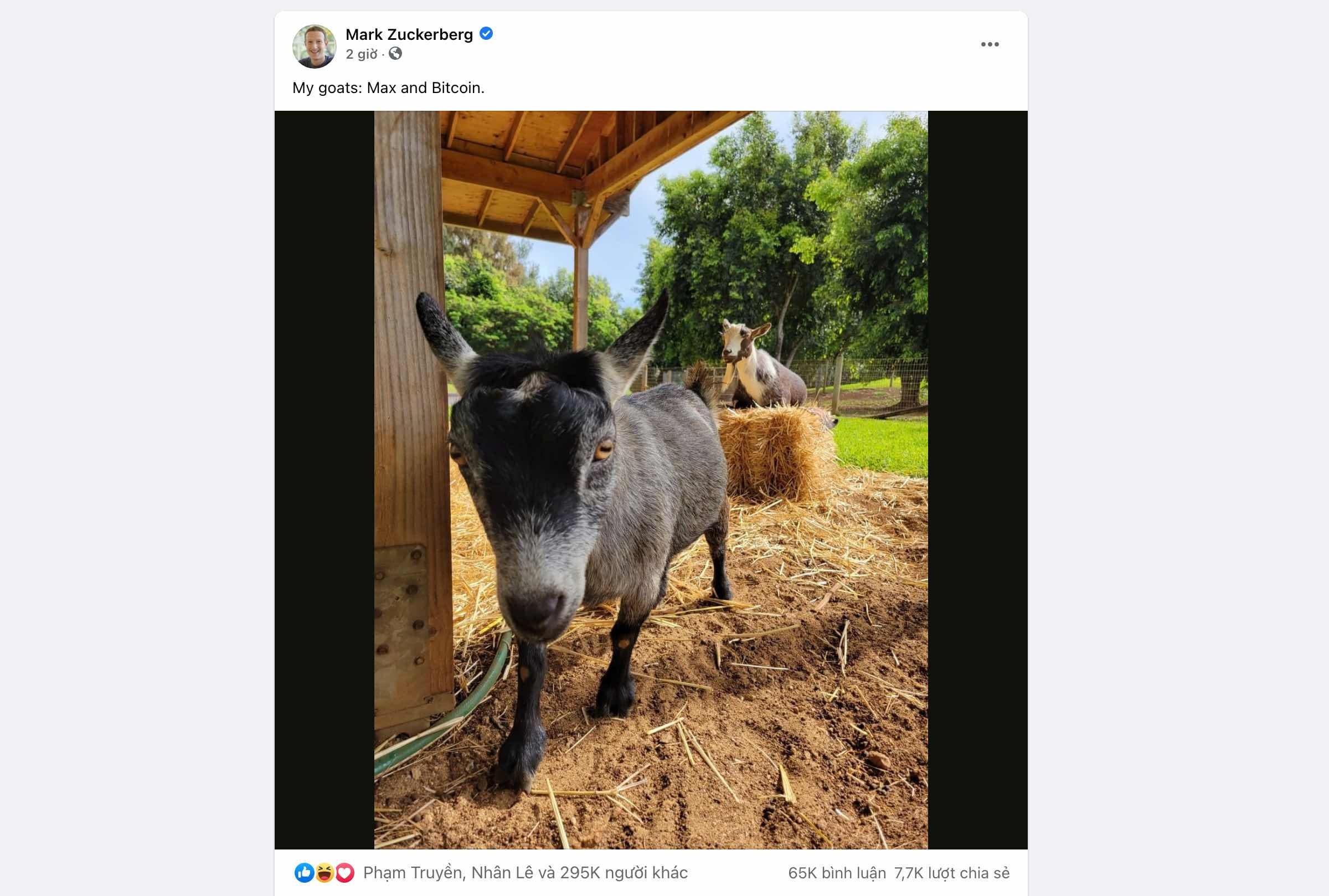 Tien ma hoa AquaGoat anh 2