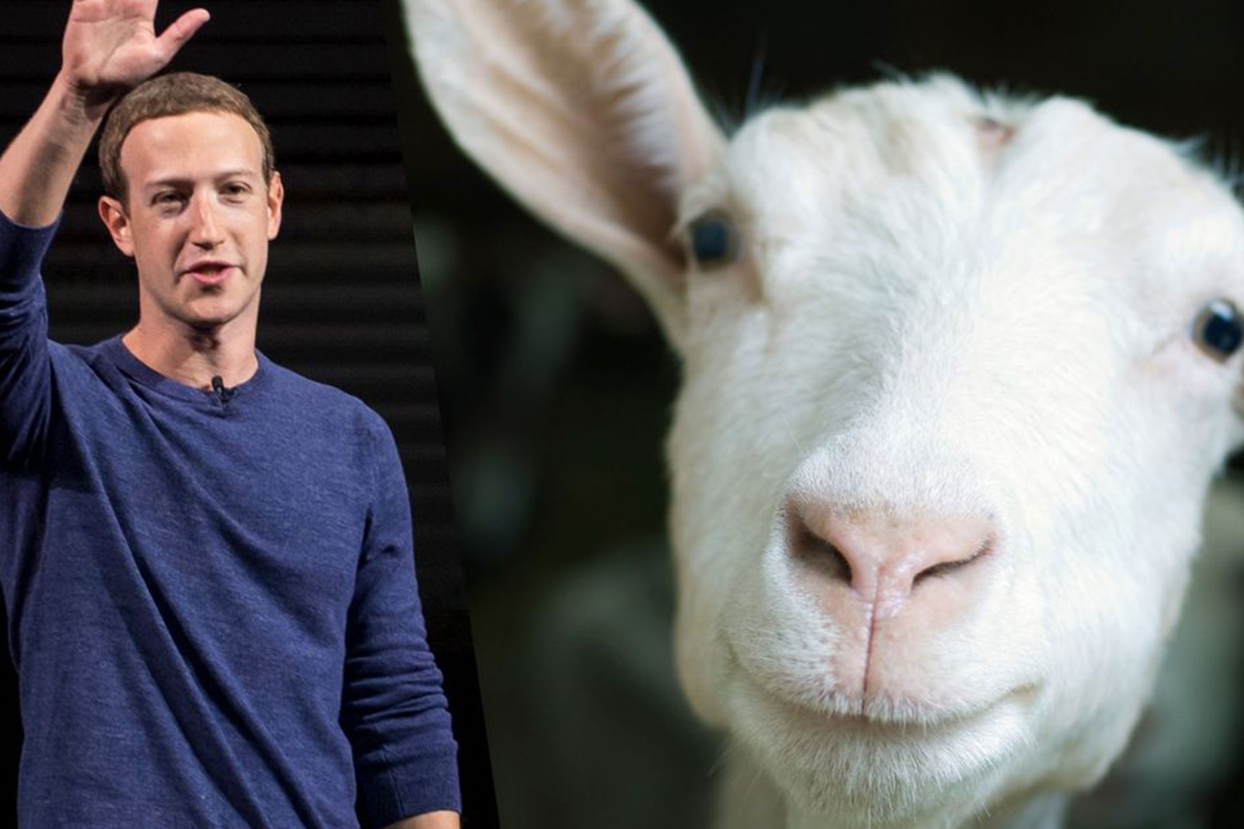 Nguoi dung Internet cat nghia ten 2 con de cua CEO Facebook hinh anh