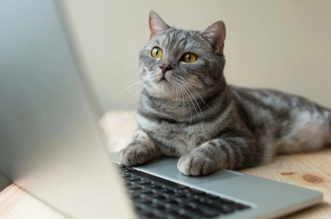 Ly do meo thich nam canh laptop, buoc qua ban phim hinh anh