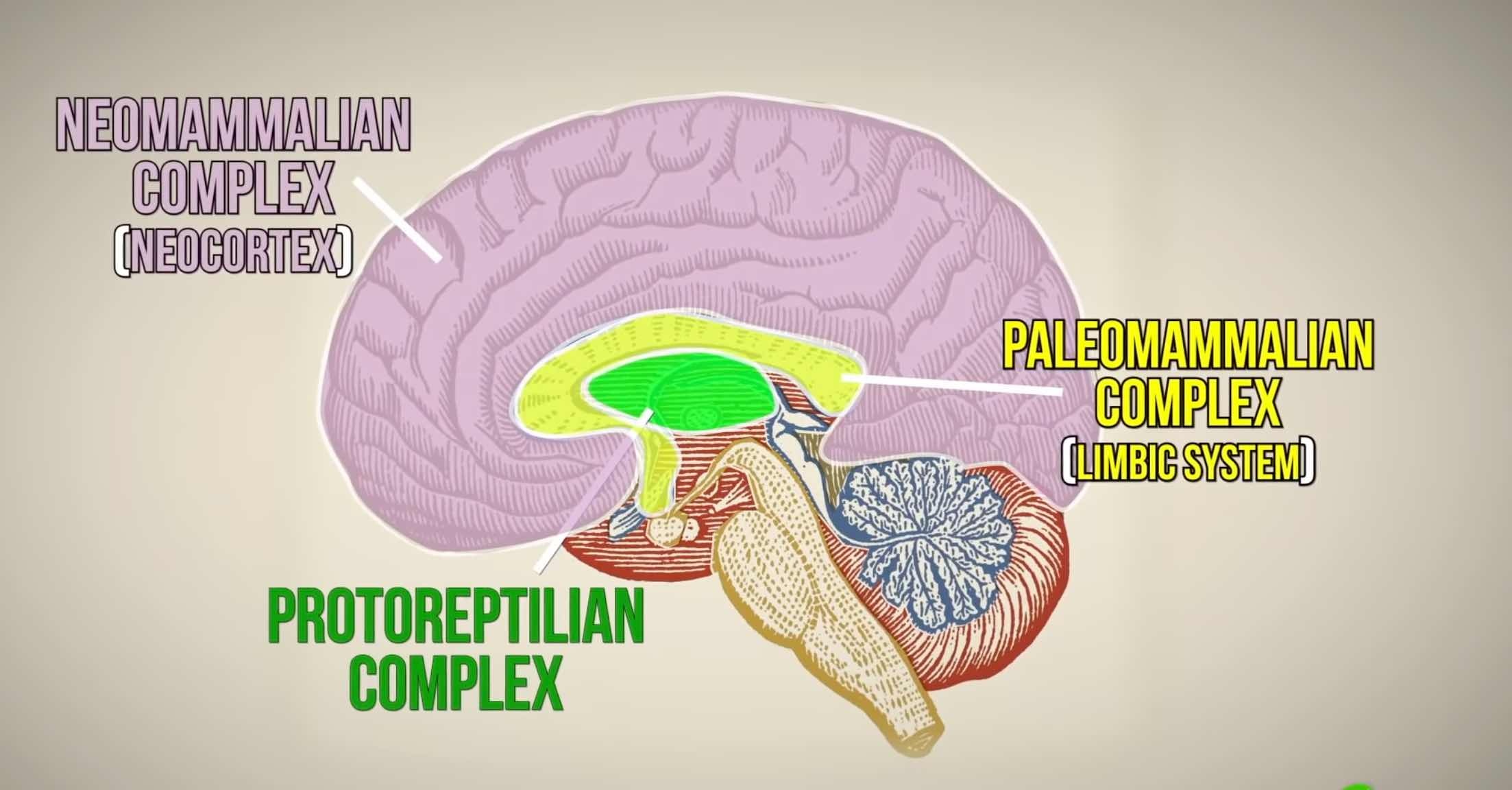 Gia thuyet ve nao bo sat cua Paul MacLean anh 2