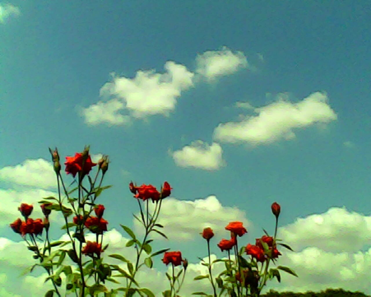 Camera siêu nhỏ Pieni II ảnh 6 Camera sieu nho Pieni II anh 6