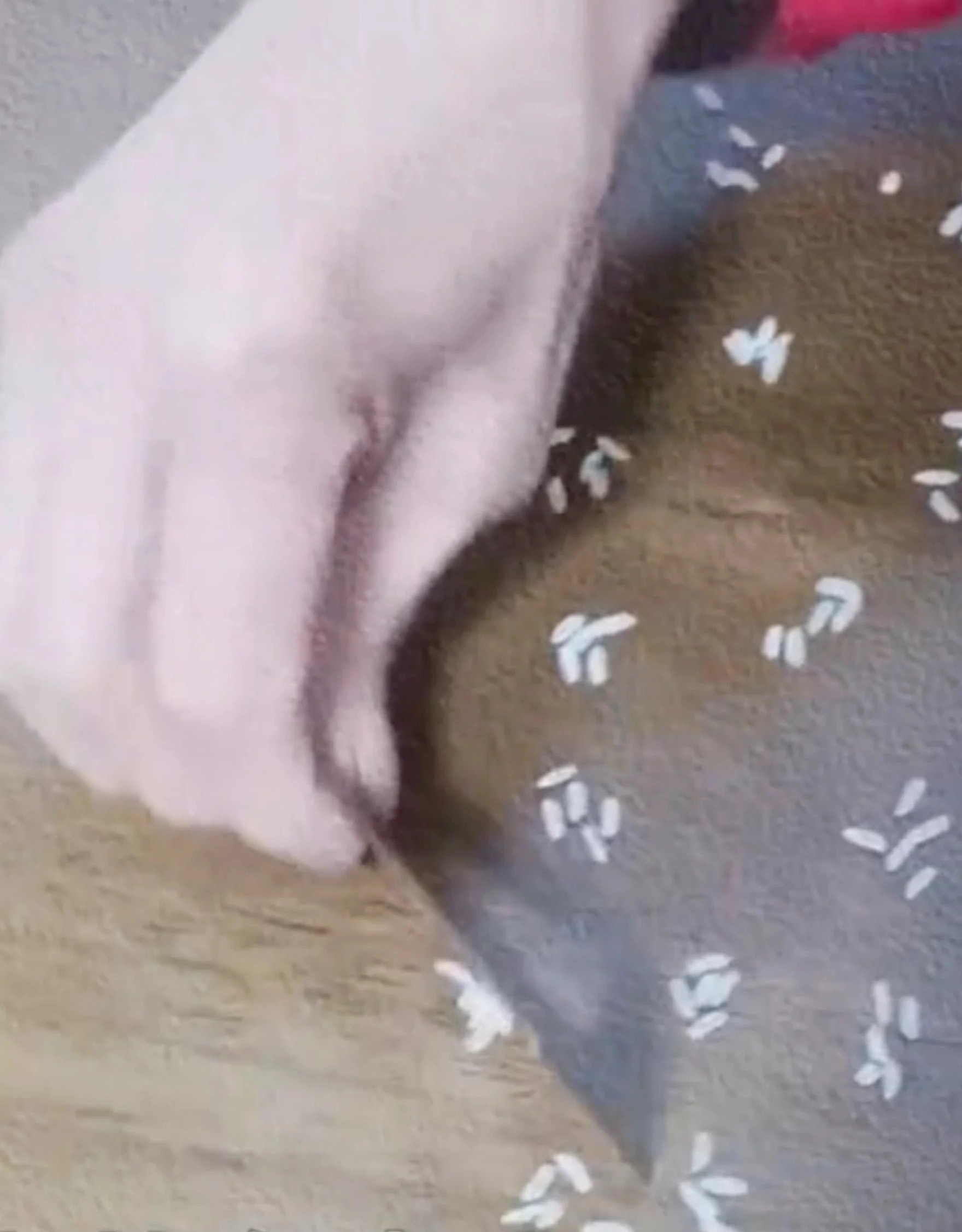 tranh cai trong giao duc anh 1