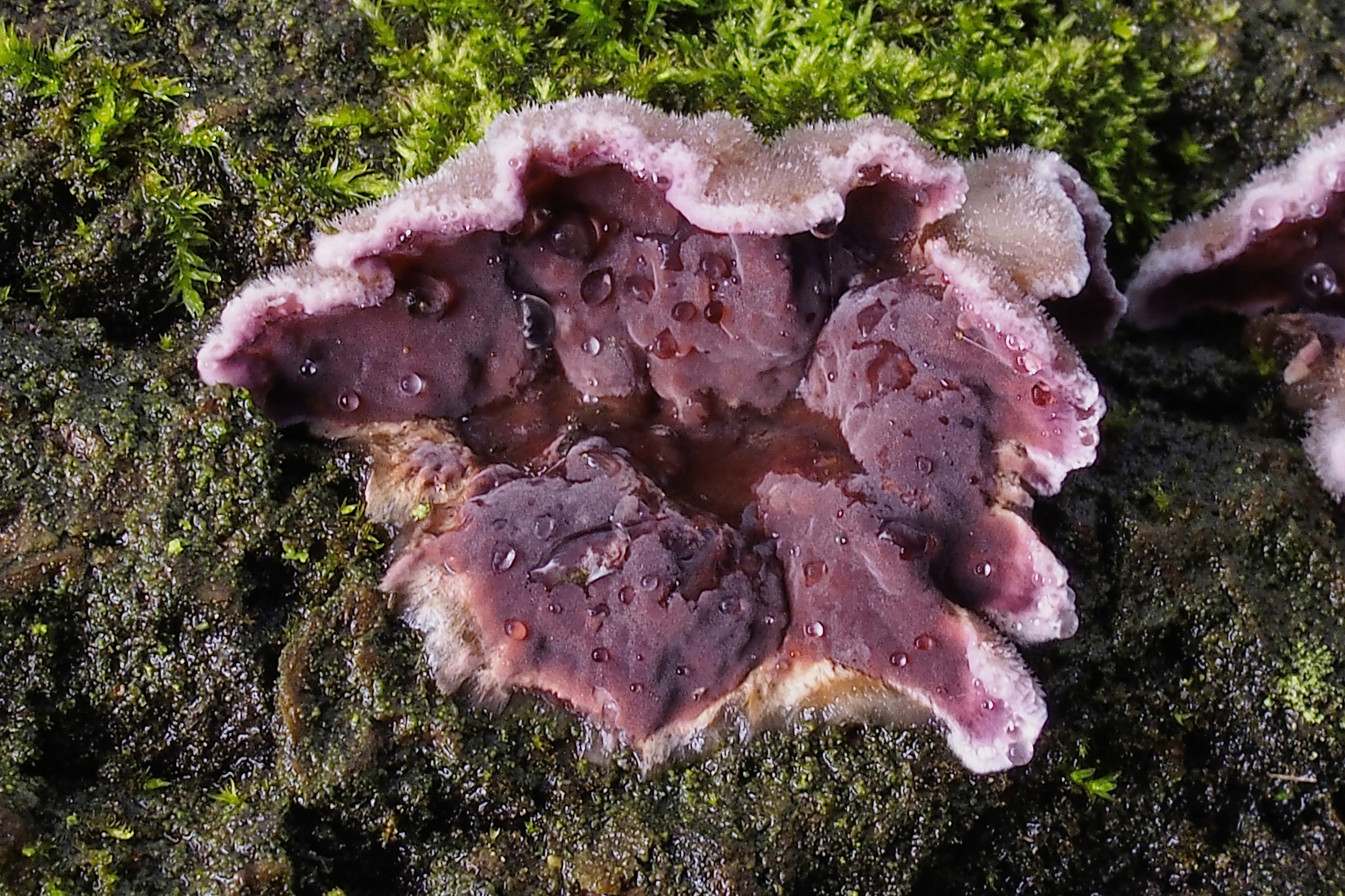 nhiem nam tu cay anh 1