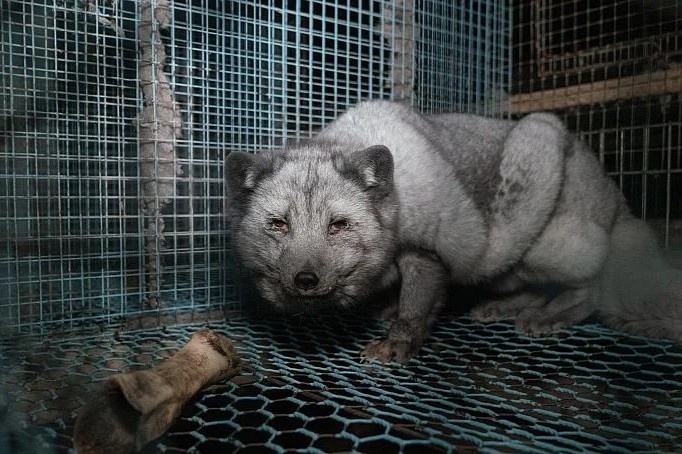 Ben trong trai nuoi cao lay long cho nganh thoi trang xa xi hinh anh