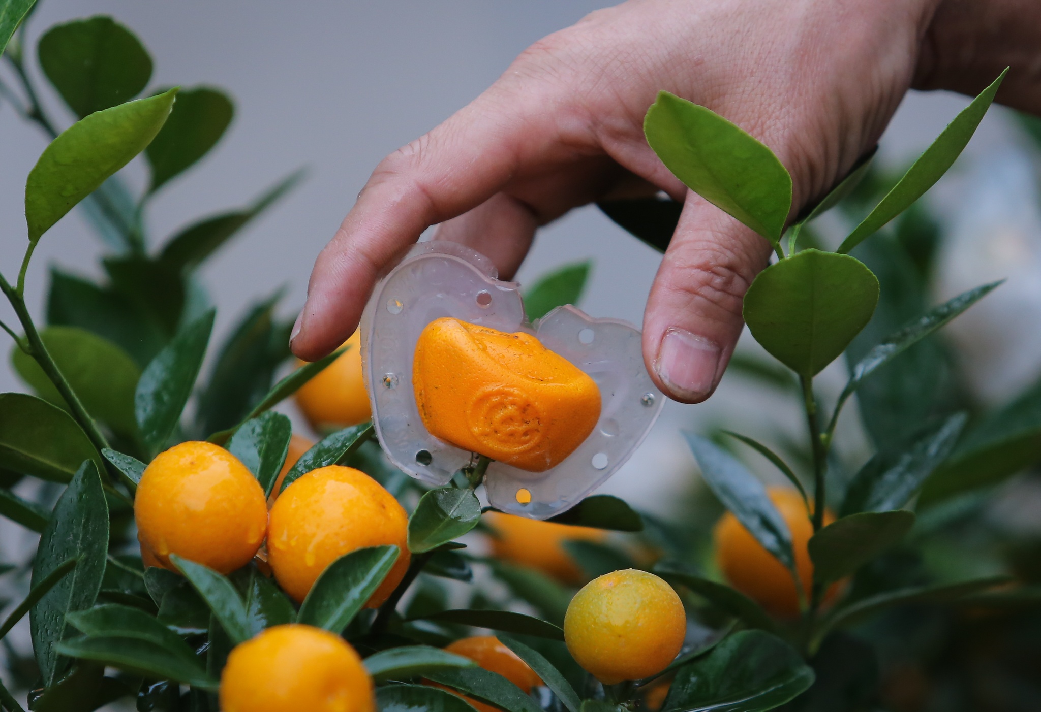 Quat,  buoi chu tai loc tien trieu mot cap tai lang quat Tu Lien anh 5