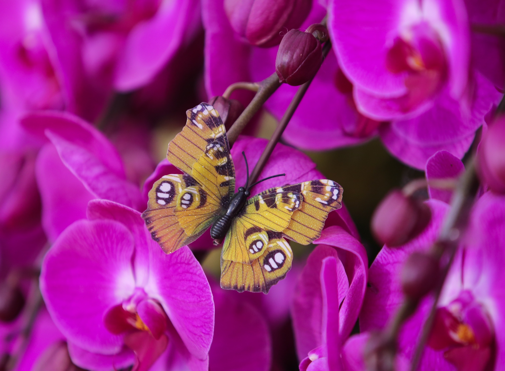 hoa lan go lua gia tram trieu anh 8