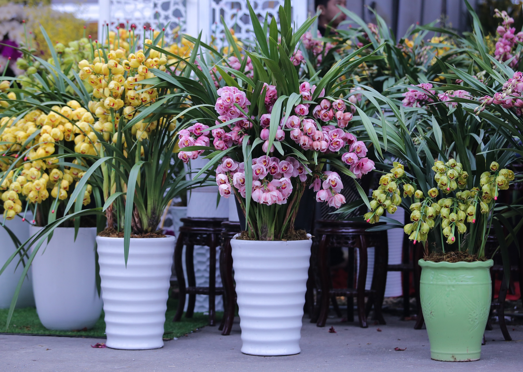 hoa lan go lua gia tram trieu anh 10