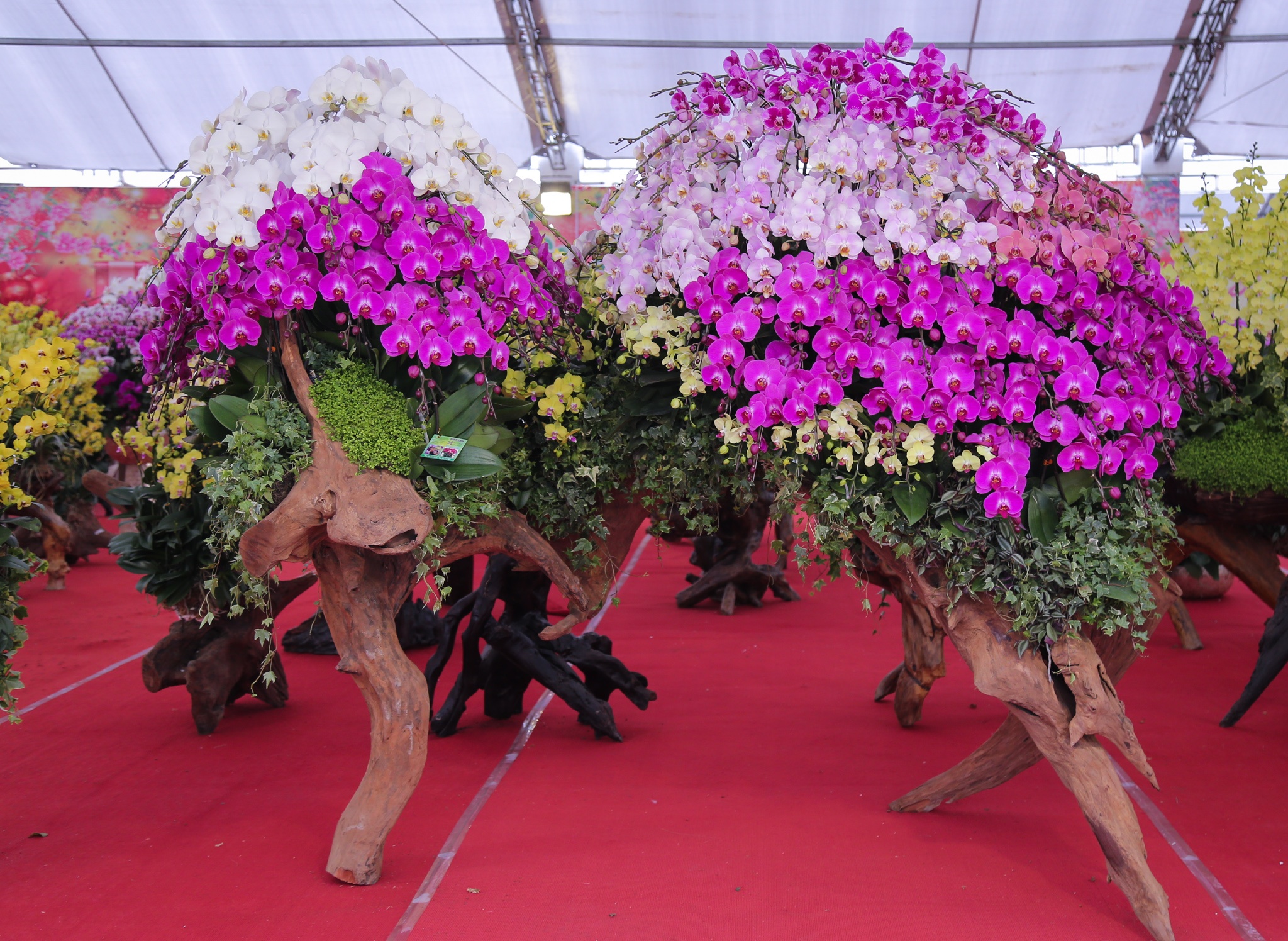 hoa lan go lua gia tram trieu anh 1