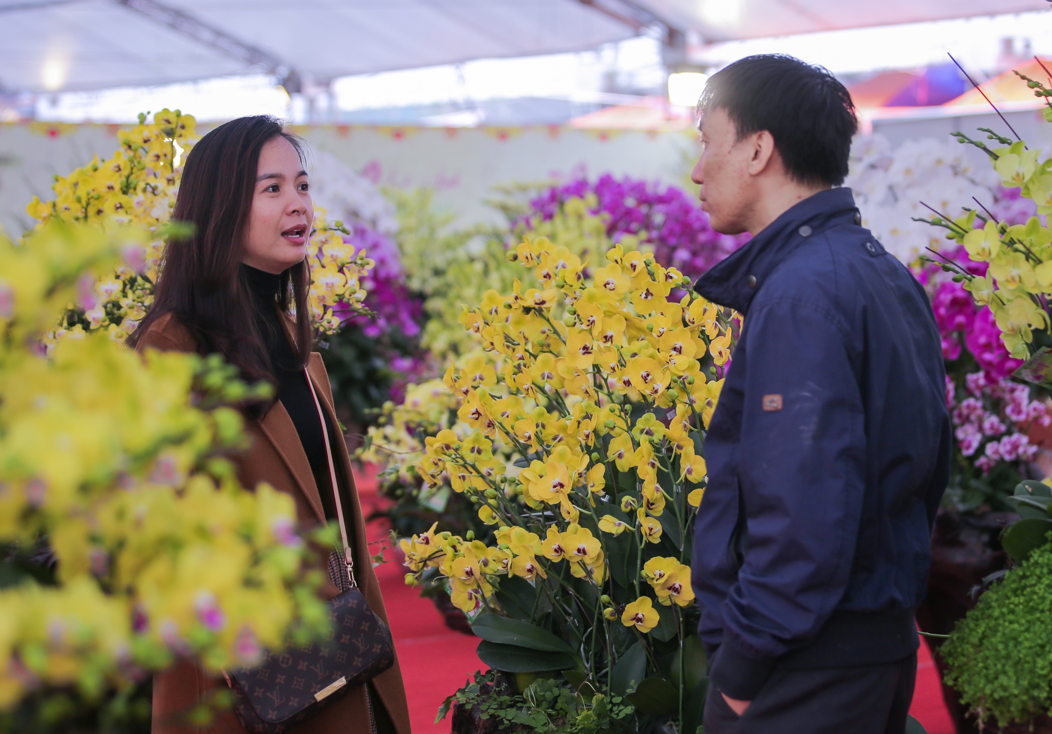 hoa lan go lua gia tram trieu anh 2