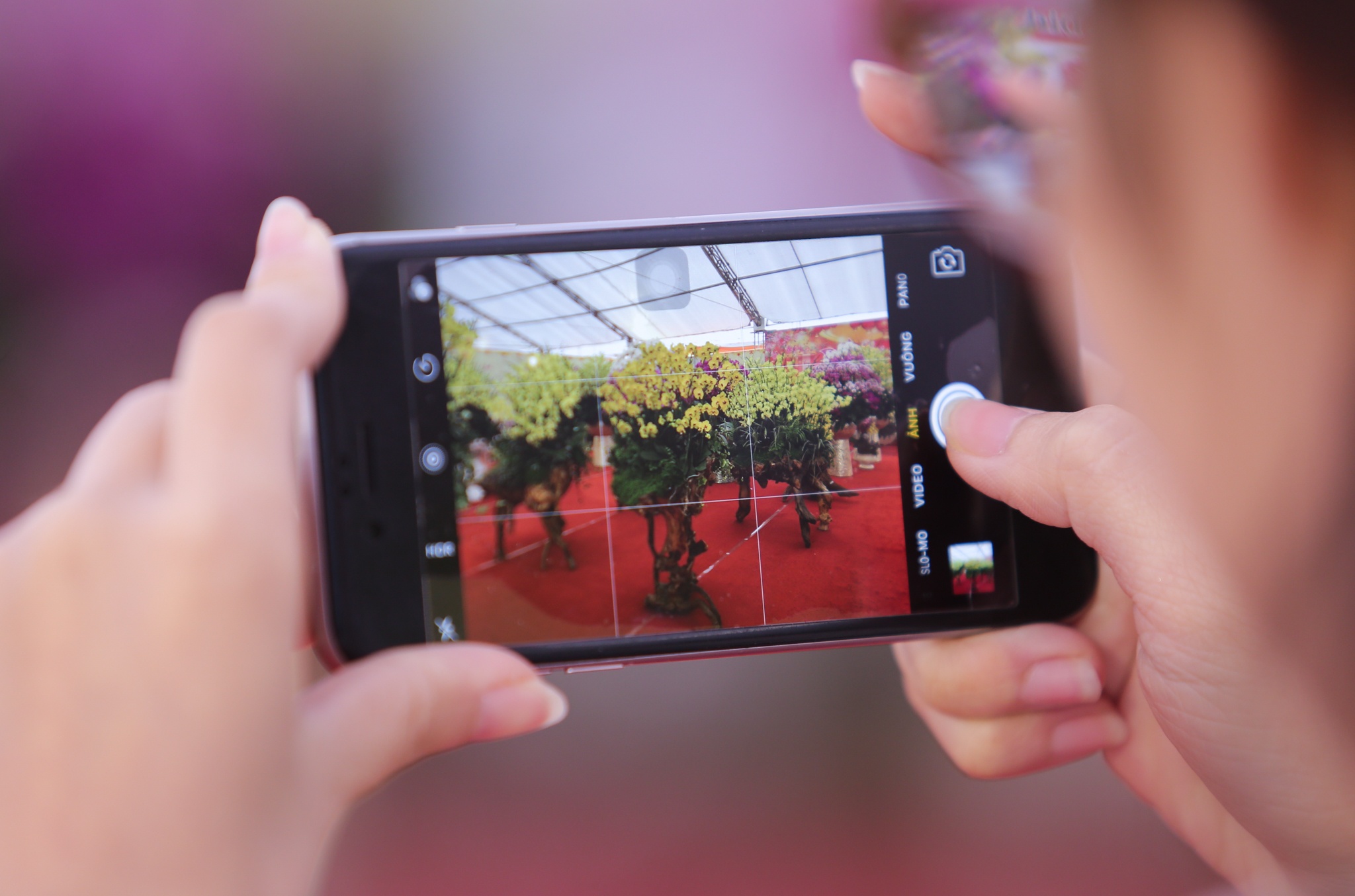 hoa lan go lua gia tram trieu anh 3