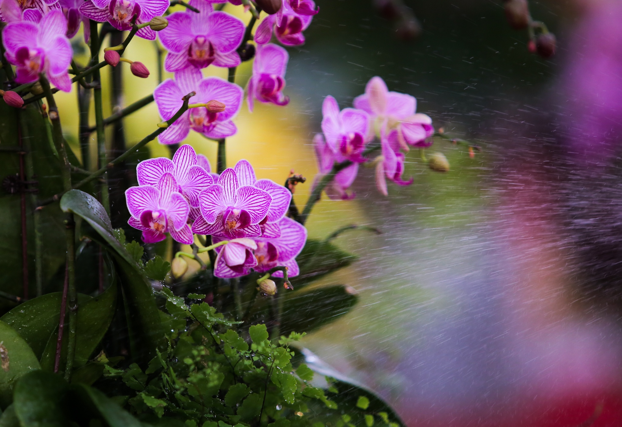 hoa lan go lua gia tram trieu anh 4