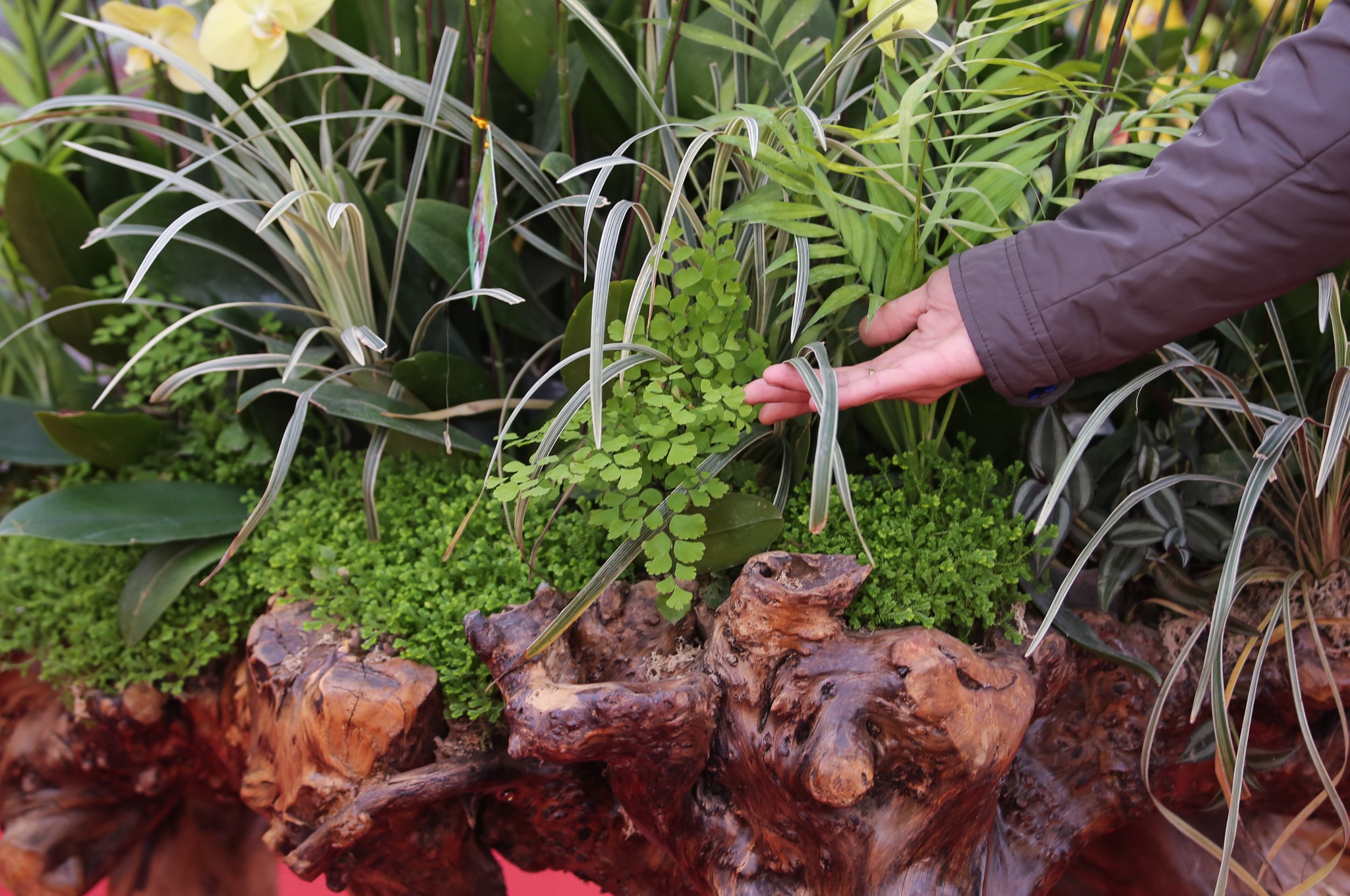 hoa lan go lua gia tram trieu anh 5