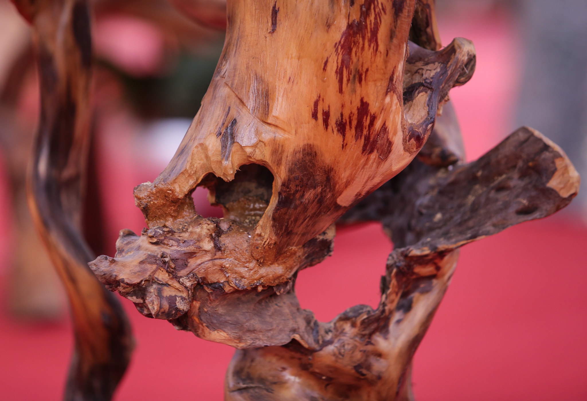 hoa lan go lua gia tram trieu anh 6