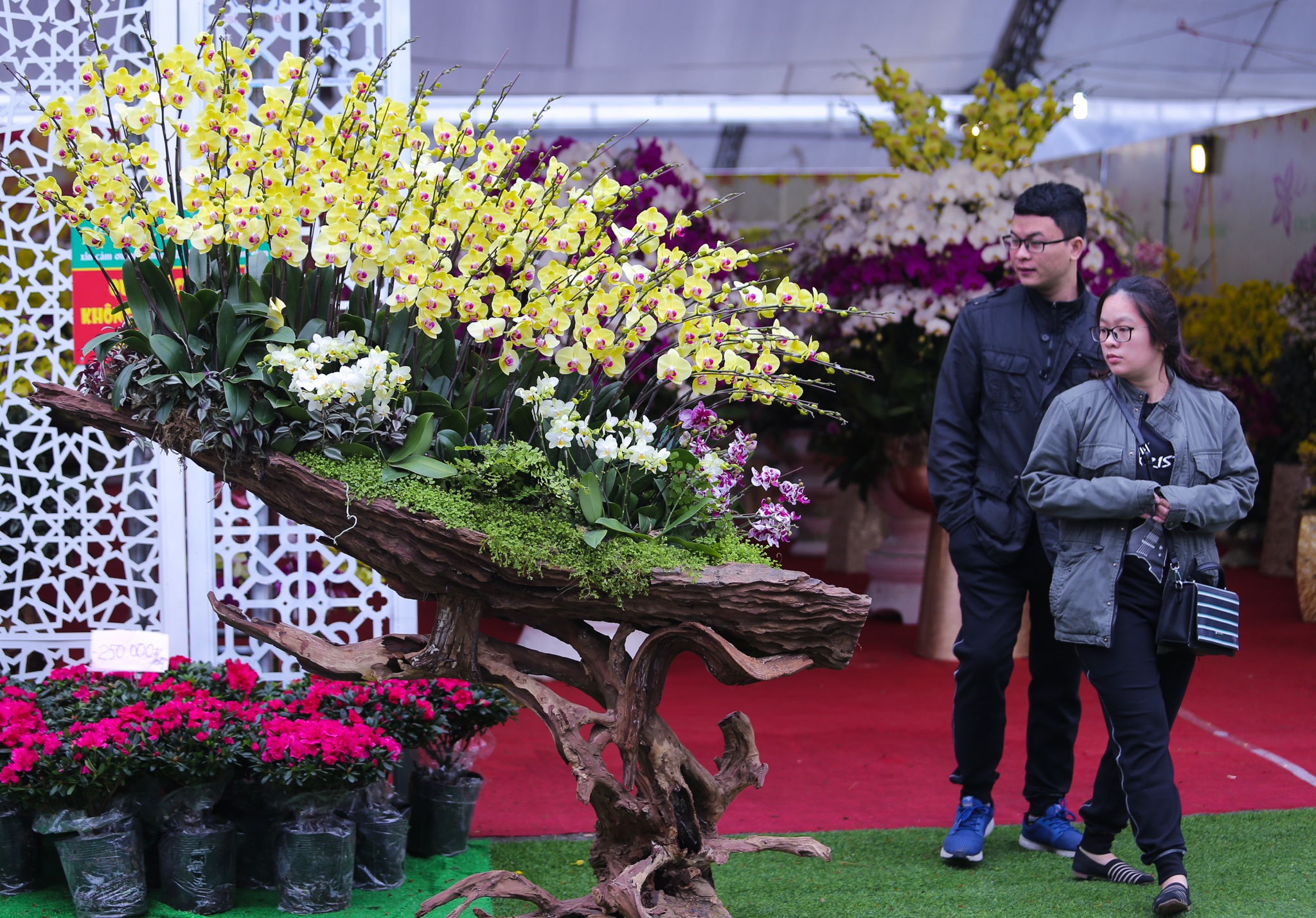 hoa lan go lua gia tram trieu anh 9