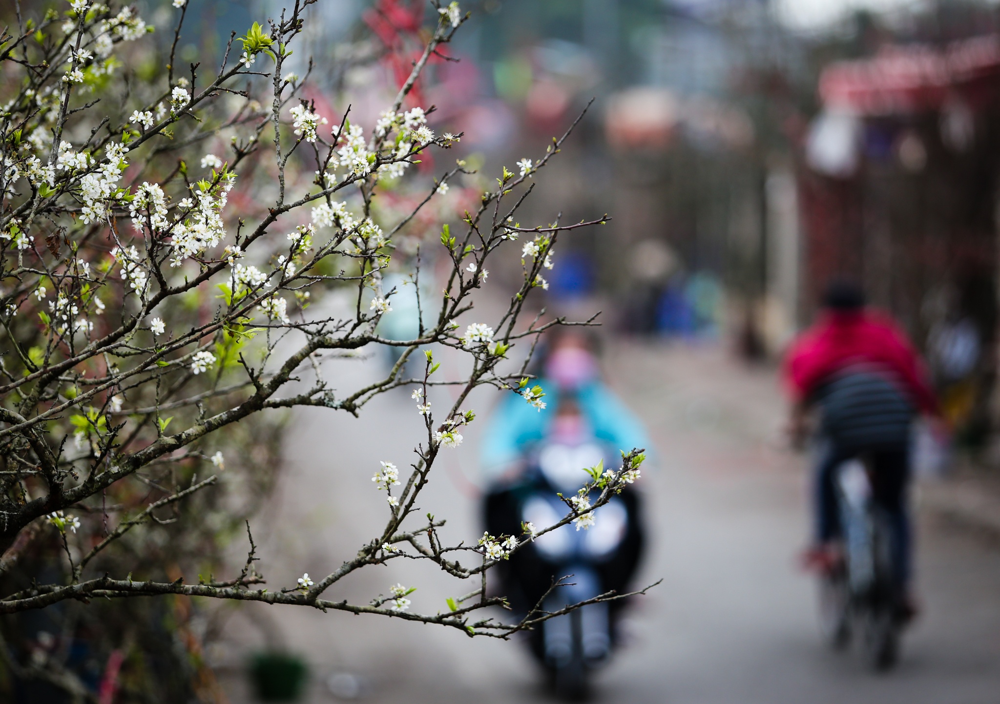 hoa le rung tien trieu tai Ha Noi anh 10