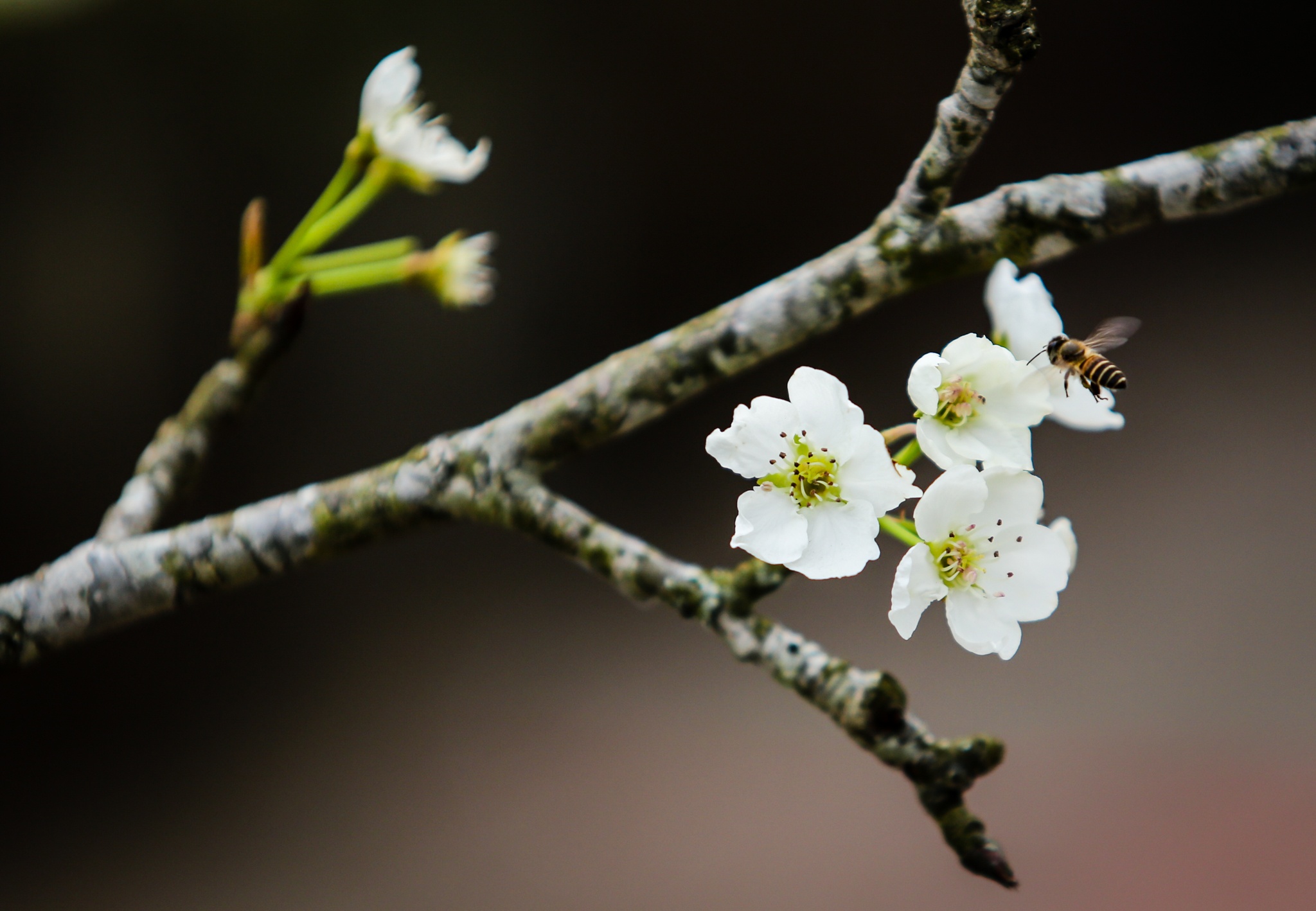 hoa le rung tien trieu tai Ha Noi anh 3