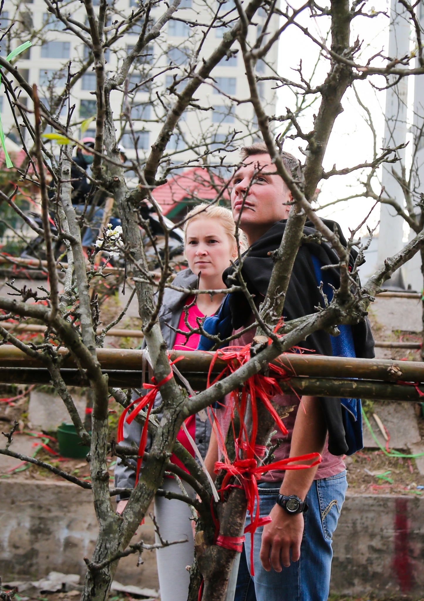 hoa le rung tien trieu tai Ha Noi anh 8