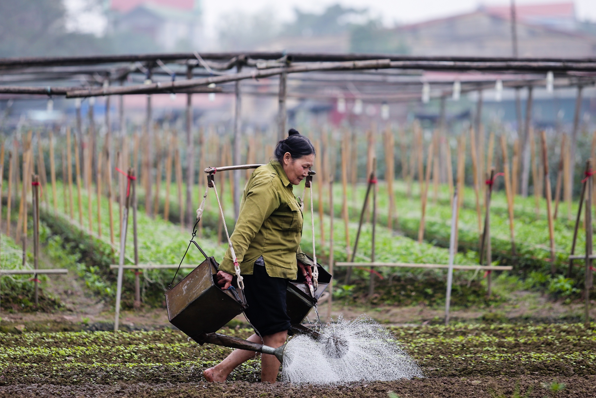 rau xanh tang gia giua mua dich anh 1