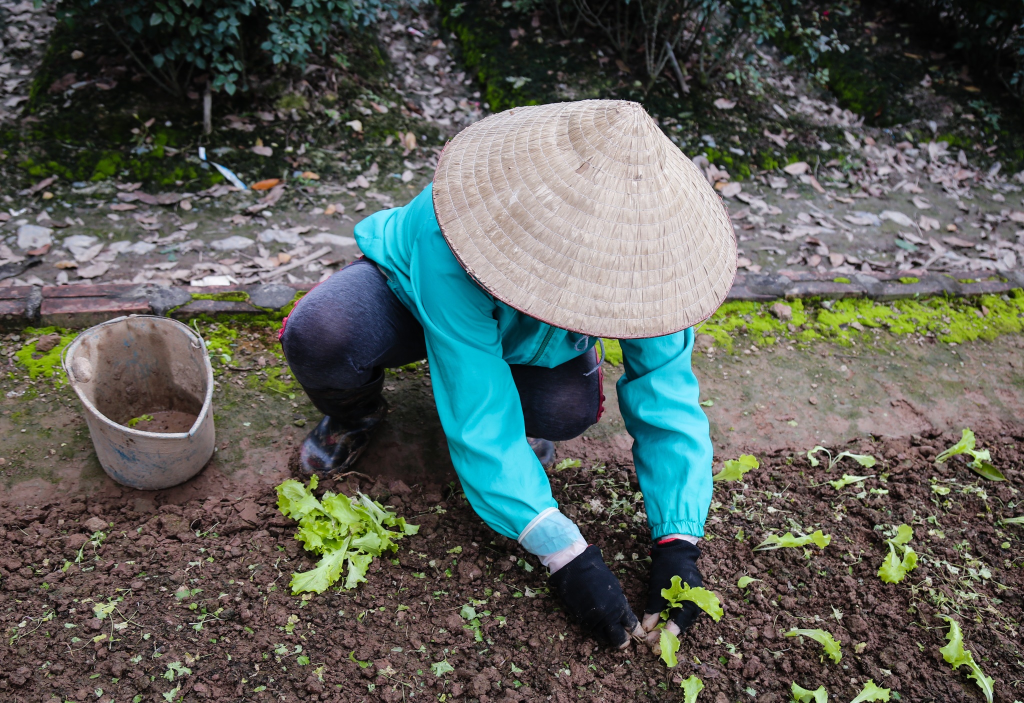 rau xanh tang gia giua mua dich anh 2
