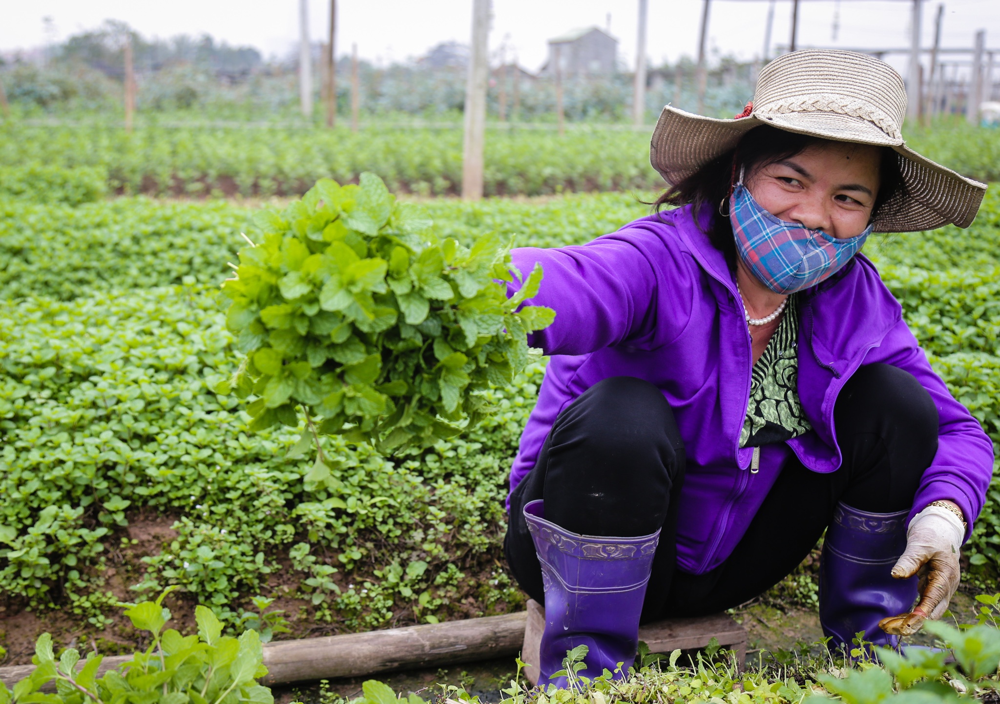 Rau xanh khan hiem, gia tang gap doi ngay tai vuon hinh anh