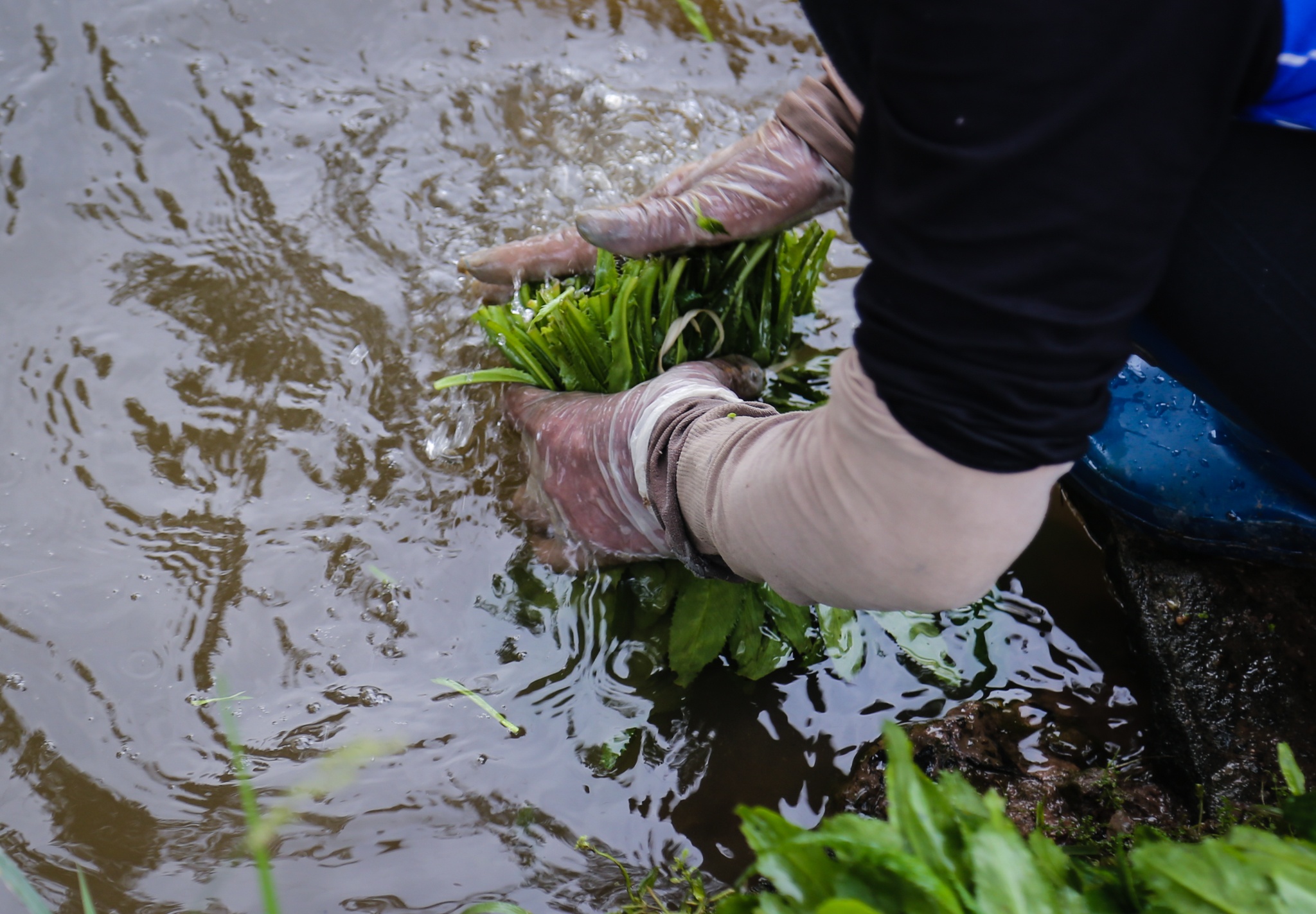rau xanh tang gia giua mua dich anh 4