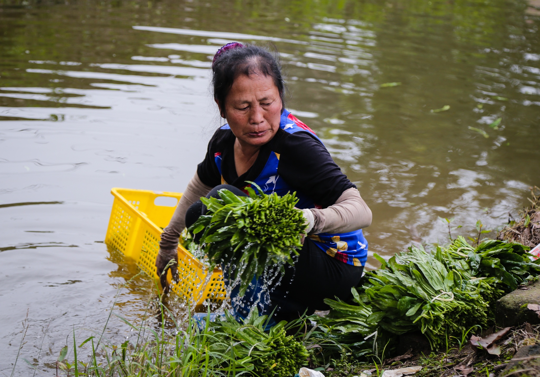 rau xanh tang gia giua mua dich anh 5