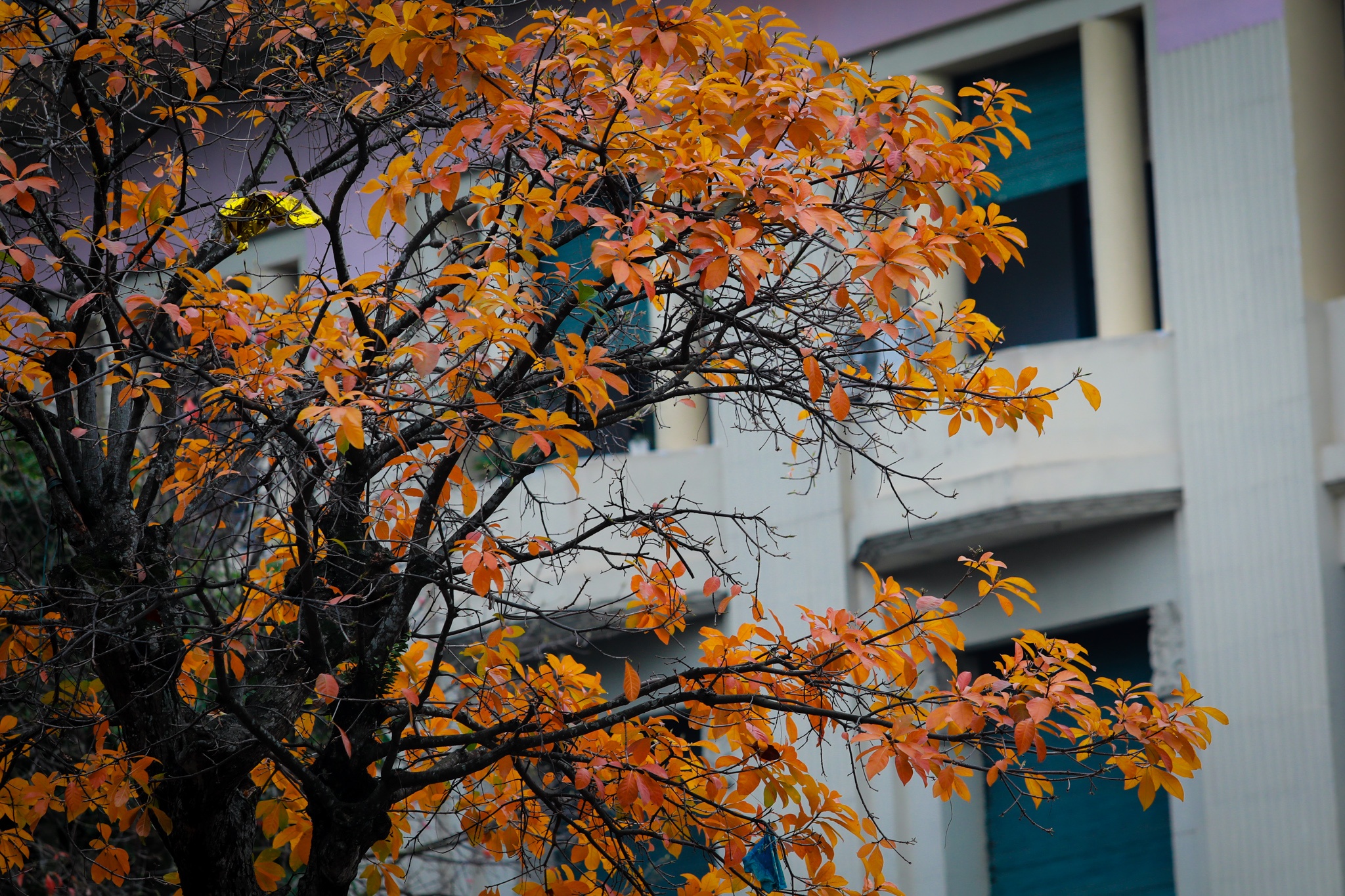 Ha Noi mua cay thay la thu hut gioi tre anh 5