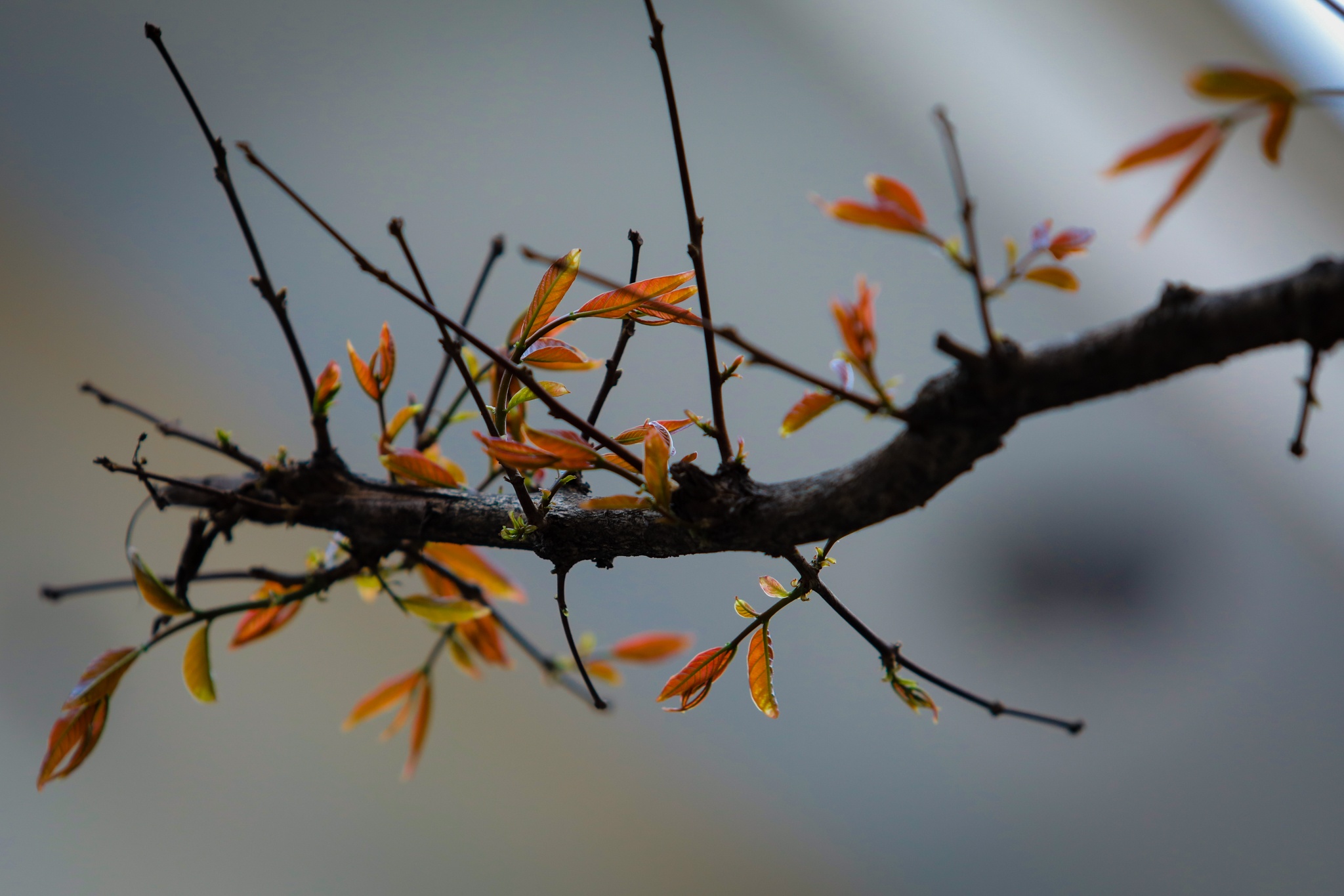 Ha Noi mua cay thay la thu hut gioi tre anh 11