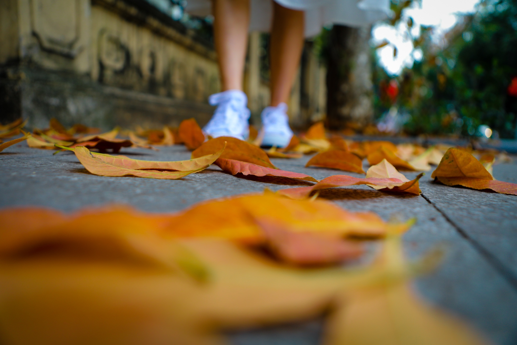 Ha Noi mua cay thay la thu hut gioi tre anh 6