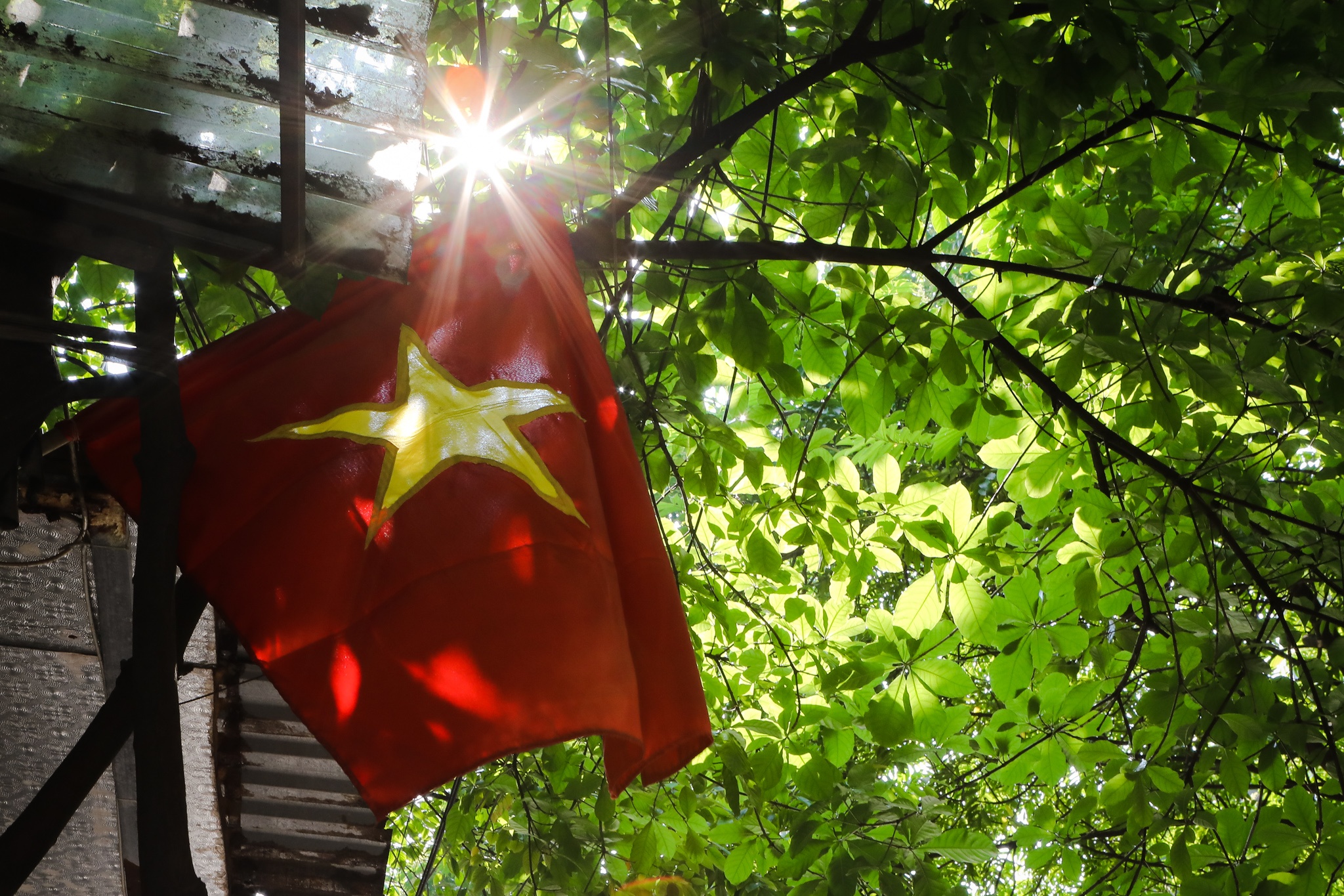 Ha Noi ruc ro co hoa anh 15