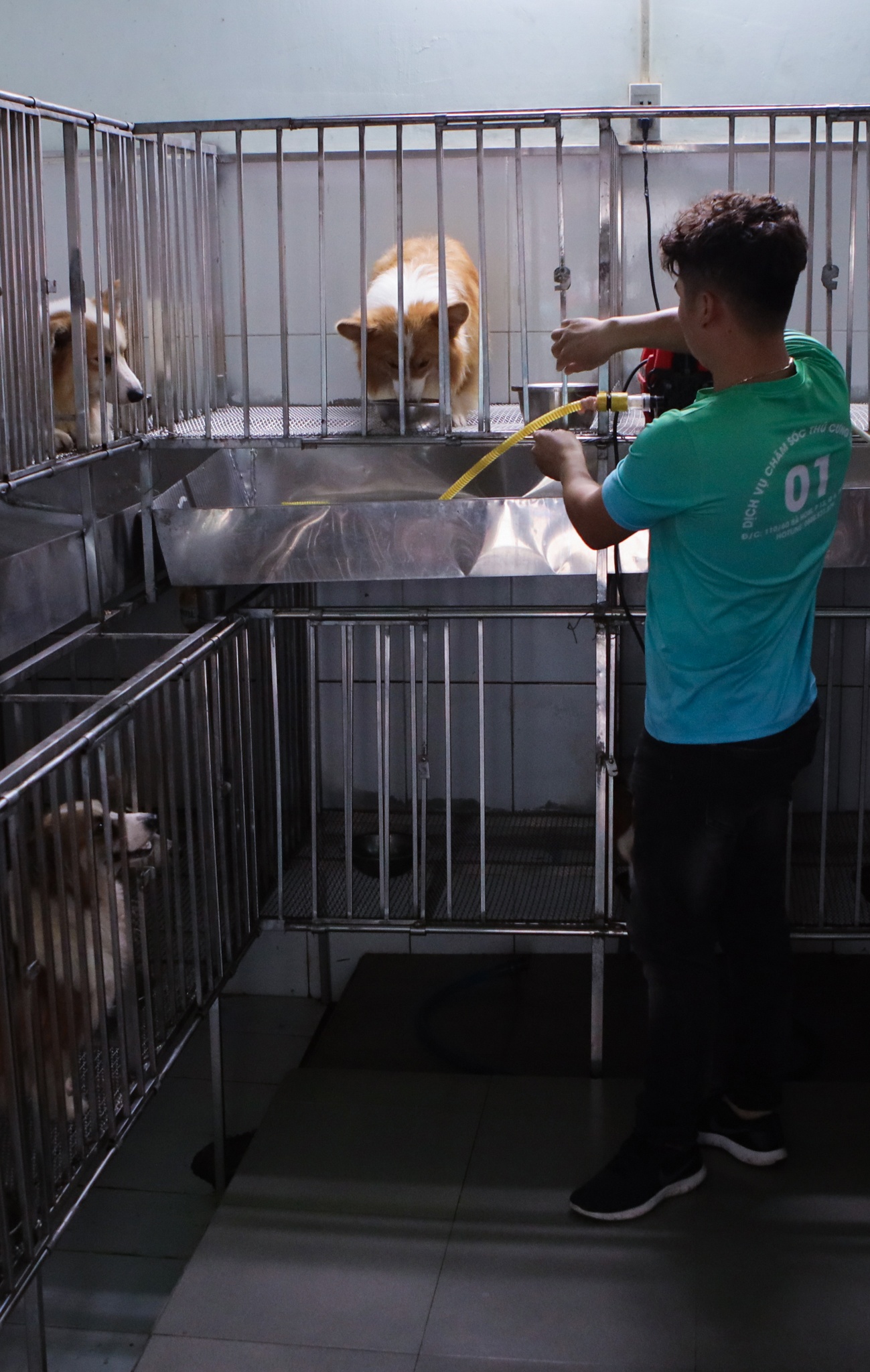 chi 170 triệu nuôi chó cảnh ảnh 6 chi 170 trieu nuoi cho canh anh 6