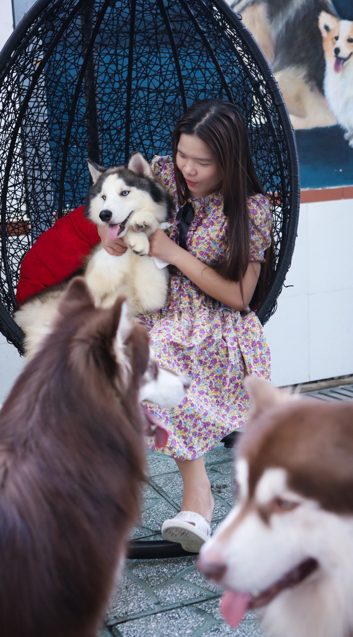 chi 170 triệu nuôi chó cảnh ảnh 16 chi 170 trieu nuoi cho canh anh 16