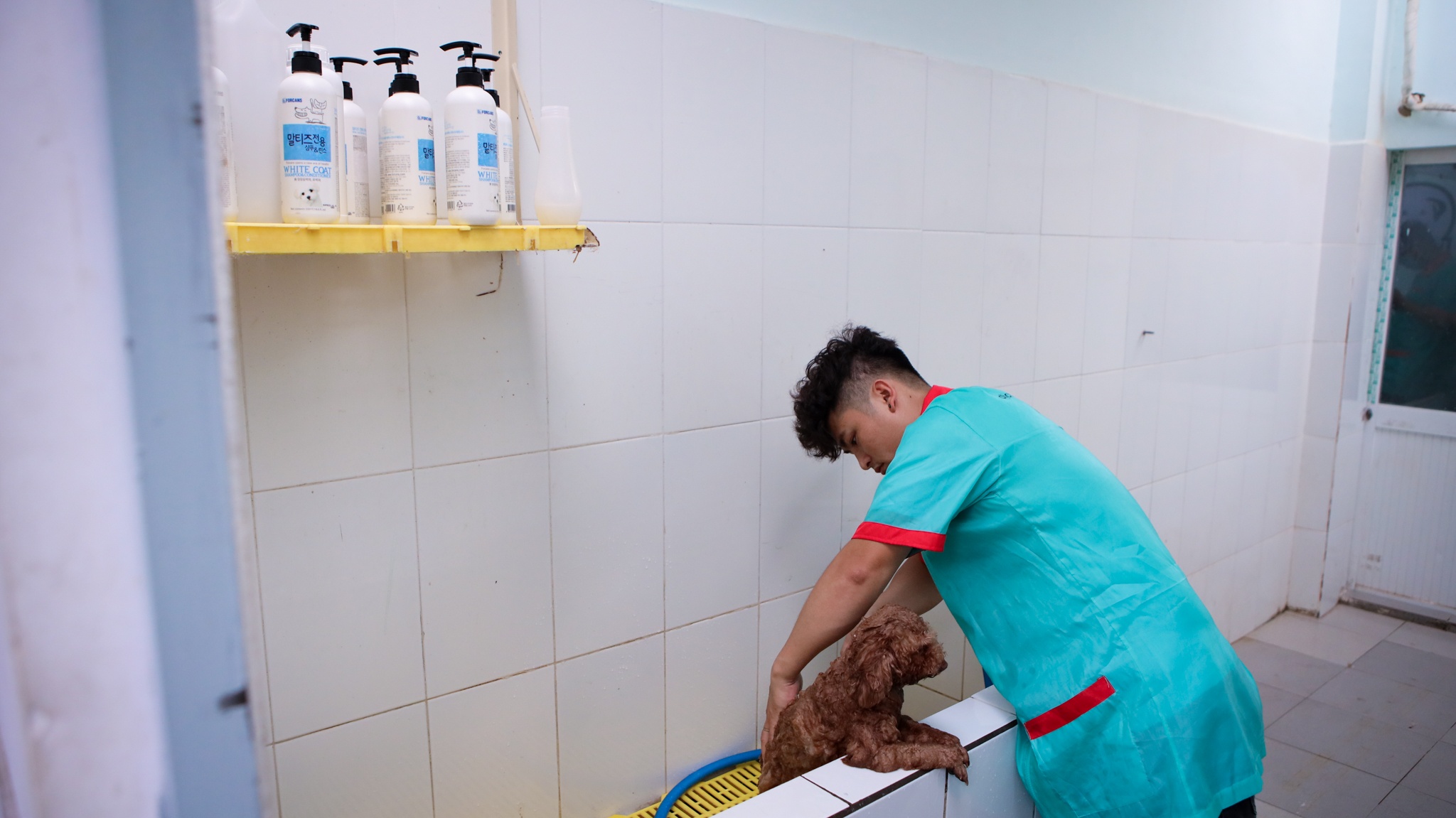 chi 170 triệu nuôi chó cảnh ảnh 25 chi 170 trieu nuoi cho canh anh 25