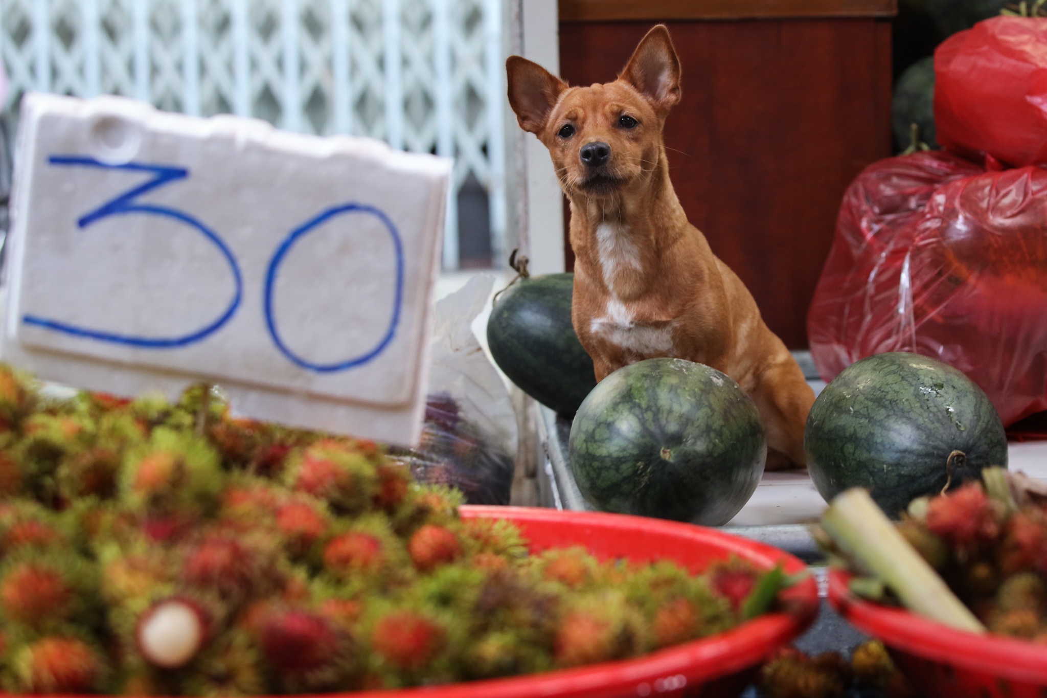 phan phoi rau cu o TP.HCM trong mua dich anh 46