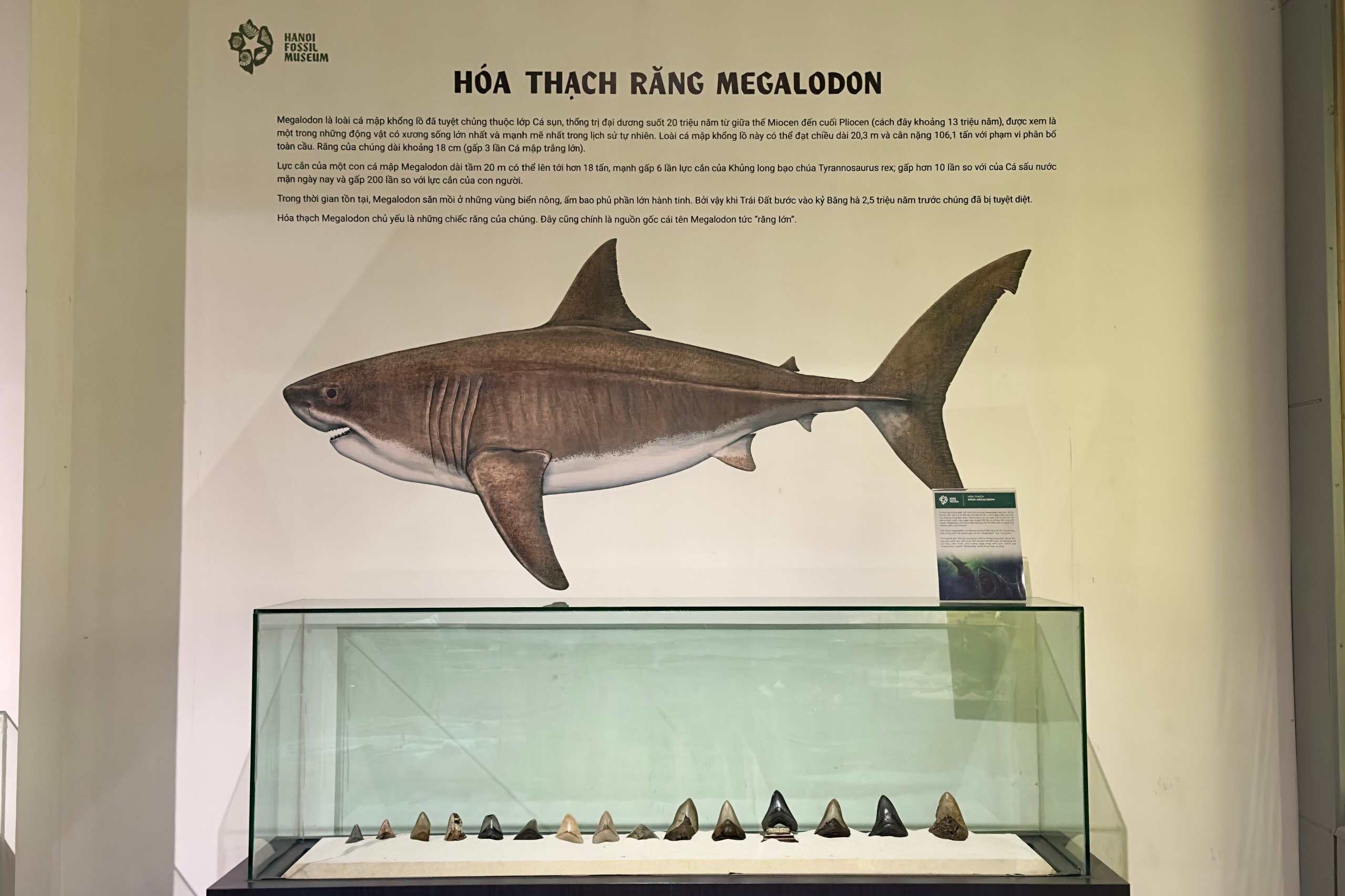 triển lãm hoá thạch ảnh 7 trien lam hoa thach anh 7