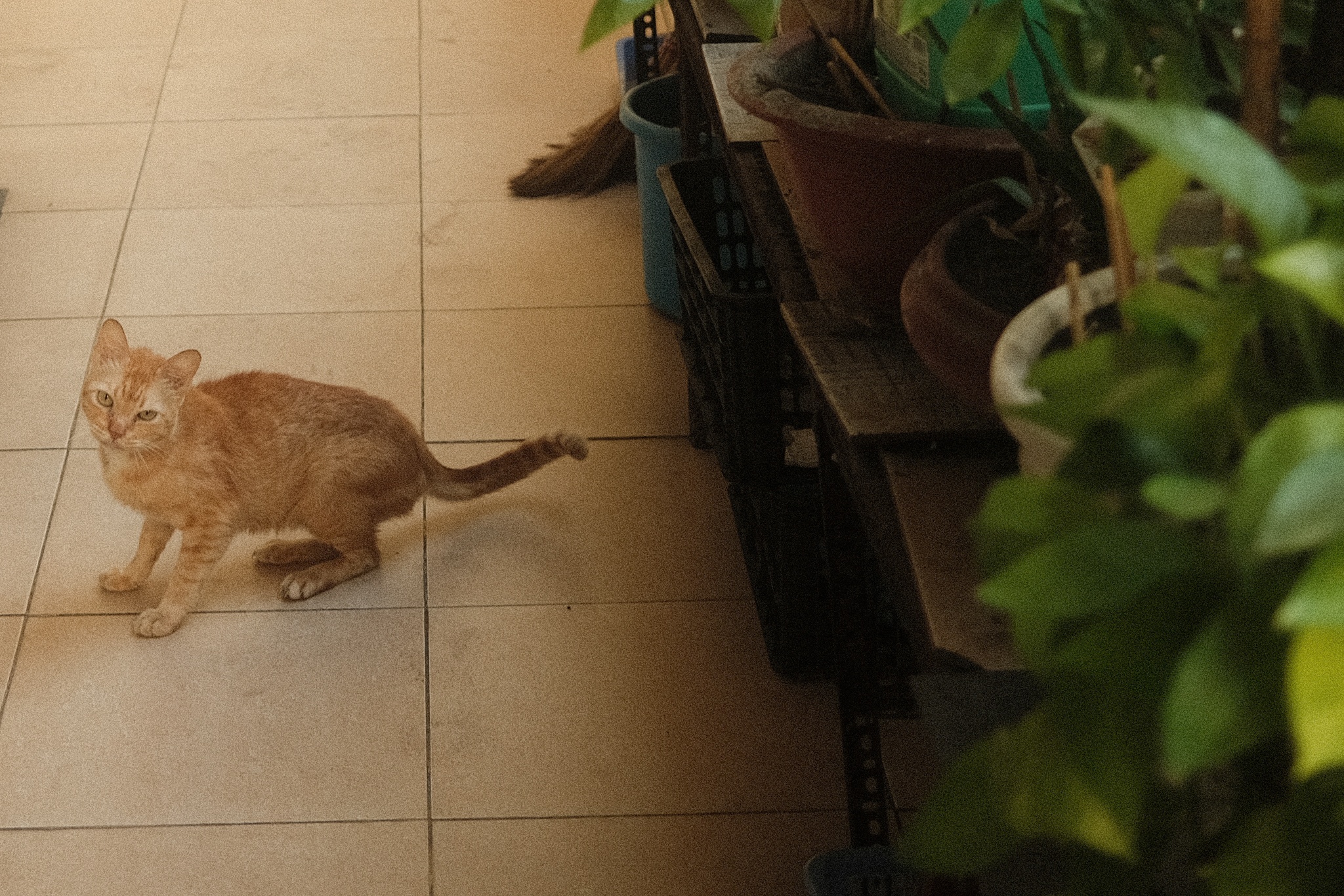 chung cu phim Tran Thanh anh 11